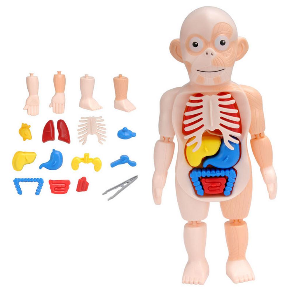 Model Anatomy Doll Human Torso Body Model Anatomy Anatomical Medical Internal Organs For Teaching DIY Assembly Educational Doll