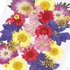Dried Flowers DIY Decorative for Resin Jewelry Making Crafts Nail Stickers