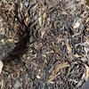 357g Puerh Old Raw Tea Cake 2008 Yunnan Chenshenghao Big Leaves Raw Pu-erh Tea