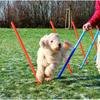 Training toy Trixie