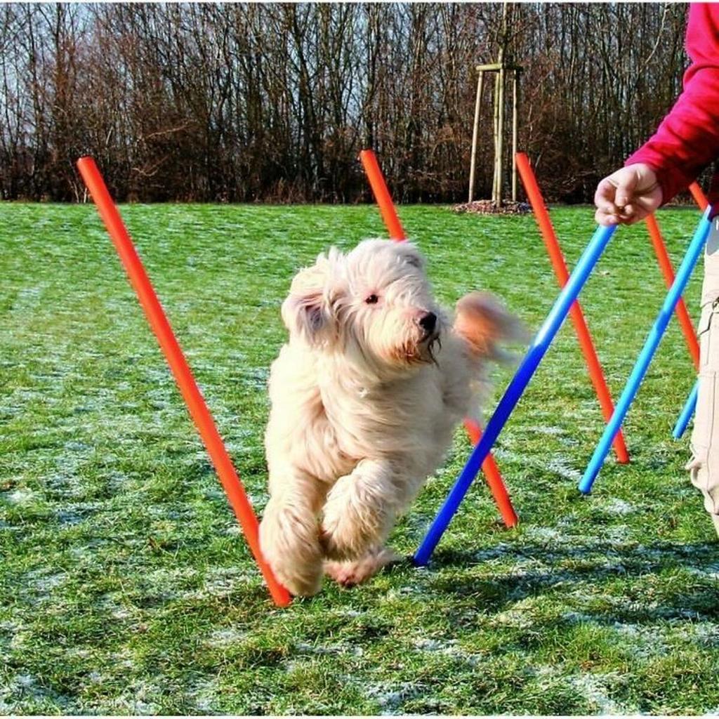 Training toy Trixie
