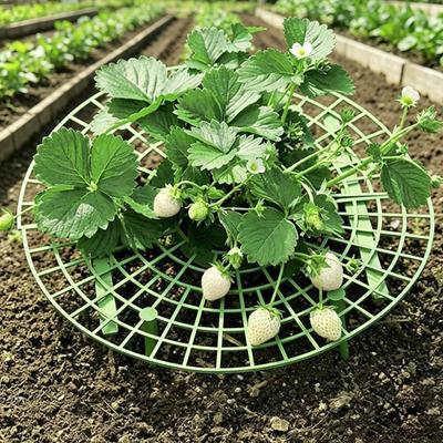 Strawberry Plant Support Reusable Strawberry Support Frame Strawberry Growing Frame Keeps Berries Clean And Off The Ground for Healthy Growth