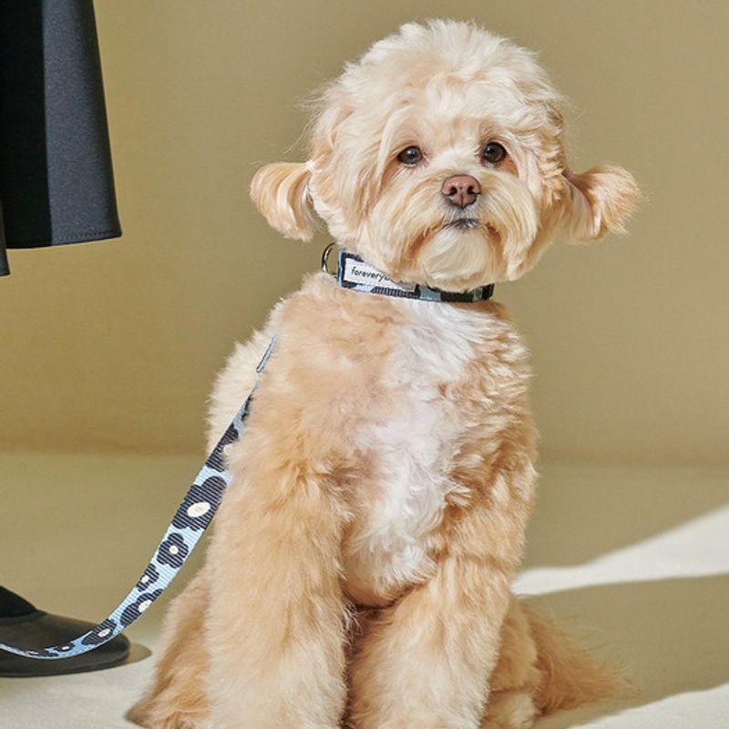 foreverybari pansy leash_blue