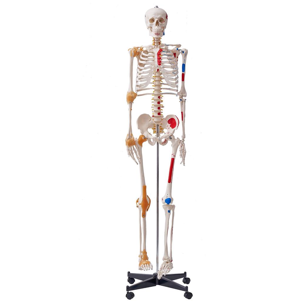 VEVOR Human Skeleton Model for Anatomy, 1820 Mm Life Size, Accurate PVC Anatomy Skeleton Model with Ligaments, Movable Arms, Legs & Jaw