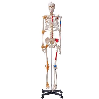 VEVOR Human Skeleton Model for Anatomy, 1820 Mm Life Size, Accurate PVC Anatomy Skeleton Model with Ligaments, Movable Arms, Legs & Jaw