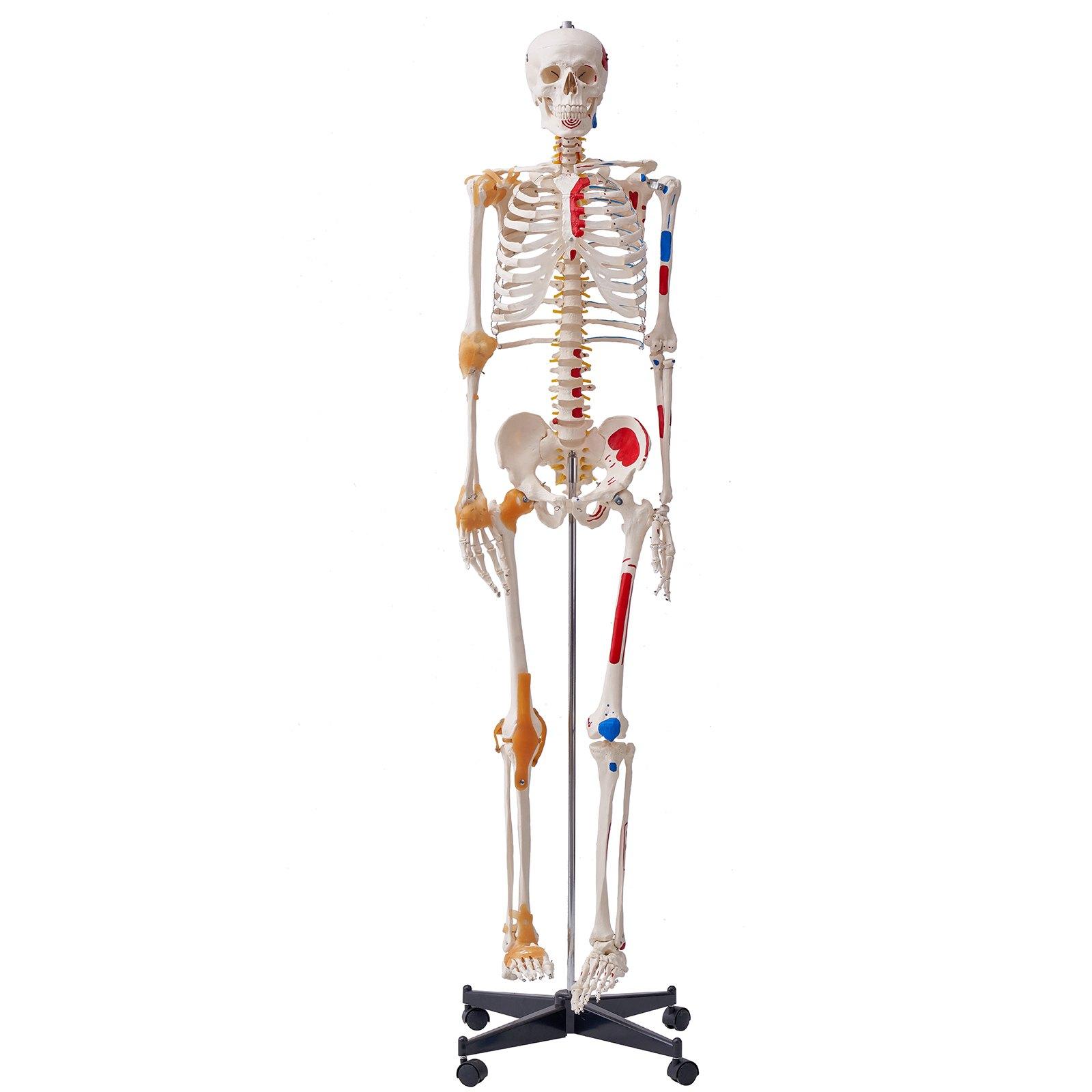 VEVOR Human Skeleton Model for Anatomy