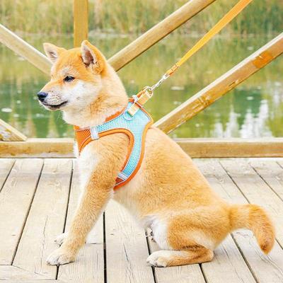 Köpek – Köpek Tasmaları ve Tasma Kayışları