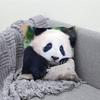 Fubao Cute Panda Pillow Case Soft Cushion Cases For Farmhouse Sofa Decor Home Decorations And Protector Pillow Case