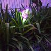 Outdoor Solar Powered Lights Lily Flower Garden Stake Lights White / Multi-color Changing LED