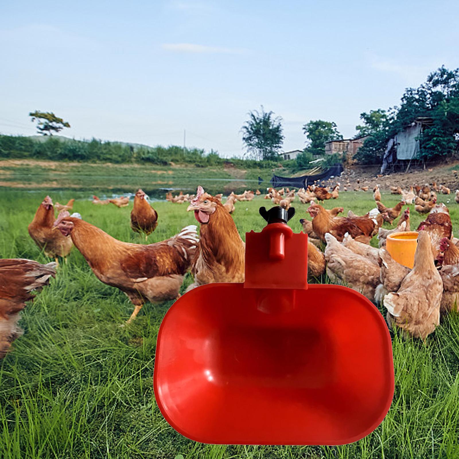 Plastic Automatic Chicken Drinking Bowl Backyard Poultry Feeder Cup for Ducks Geese Pigeons Birds Coop rosso