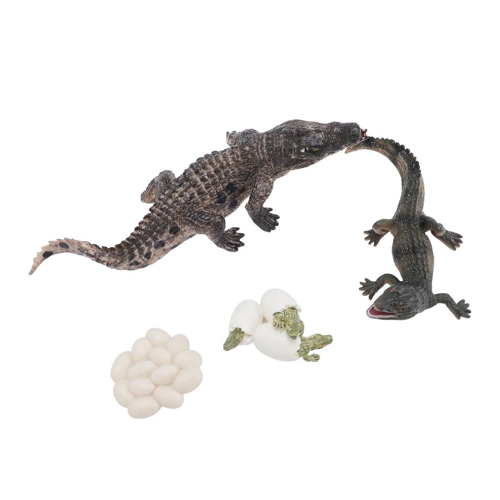 Animal Growth Life Cycle Model Set Early Education PVC Cognition Reptile Animal Figures for Children