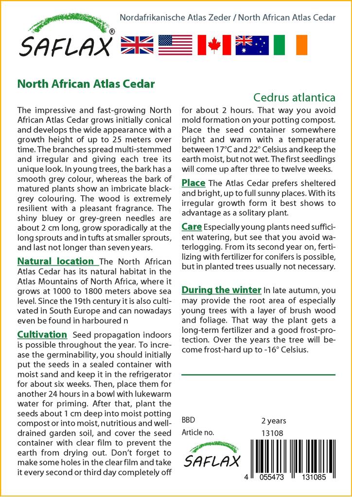 SAFLAX North African Atlas Cedar - 20 Seeds - Cedrus Atlantica