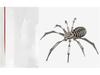 Spider King Plus 3D Metal Puzzle: Mechanical Insect Assembly Toy for Kids