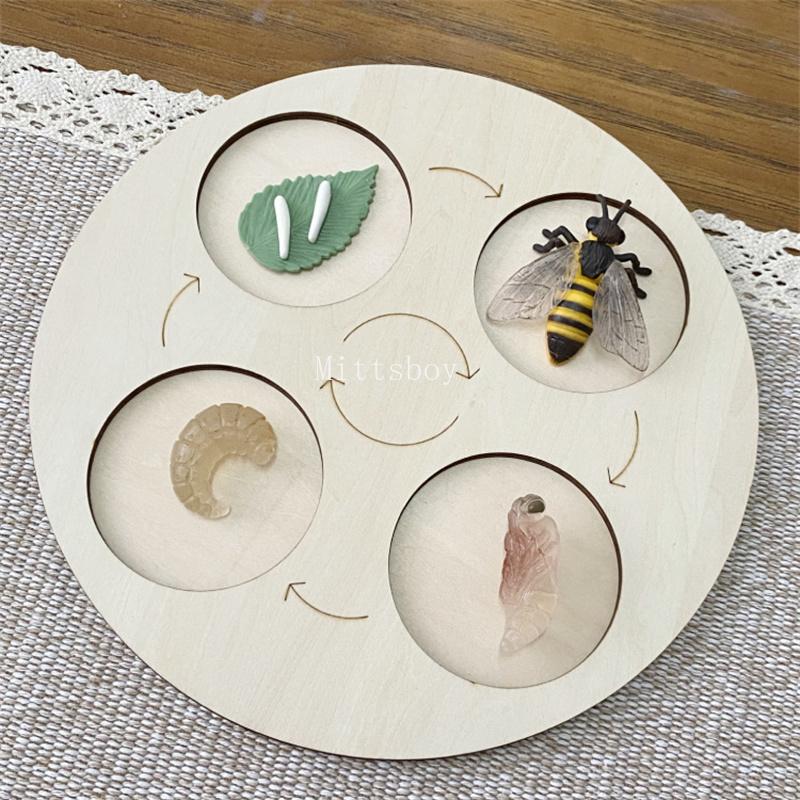 

Montessori life cycle le cycle de vie English Placa De Video Frog Butterfly Seeds Cyclus Bij Ant teaching aids Educationals Toys