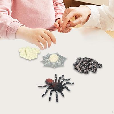 Animal Life Growth Cycle Figure Montessori School Project Realistic Stage Model Learning