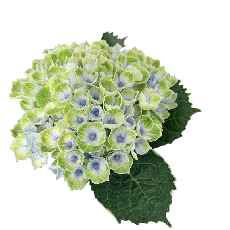 Kinds of 1Pcs DIY Silicone Mold Fondant Chocolate Moulds Candy Cake Molds Embossed Sugar Arts Flower DIY Wedding Decorator M2173