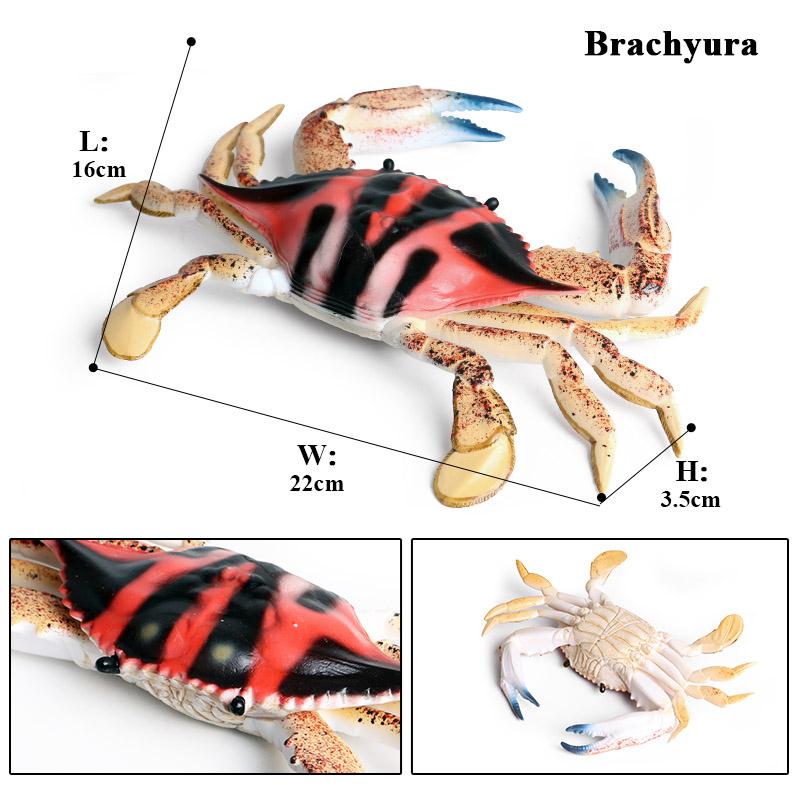 Oenux Simulation Ocean Sea Life Animals Model Lovely Crab Action Figures Toy Cake Toppers Collection Jouet Kids Education Gift