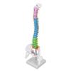 Spine Model PVC 45cm Colour Coded Miniature with Thigh Bone Set Kit for Learning Teaching