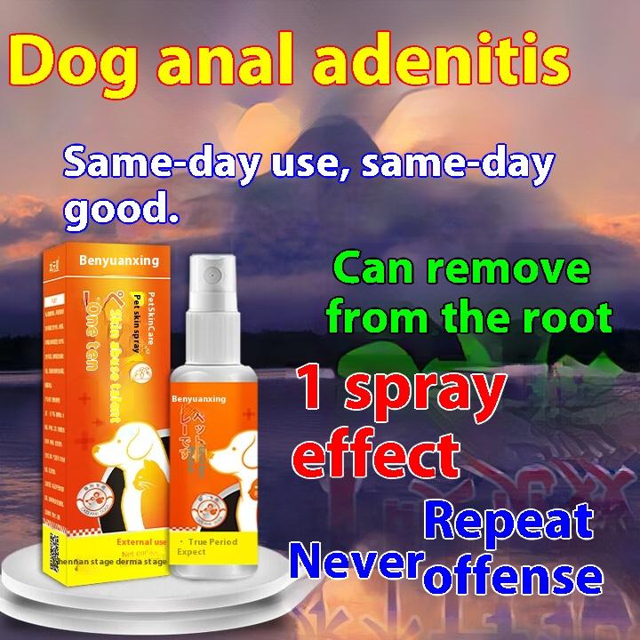 Dog anal adenitis, perianal inflammation, redness and swelling, spray Fuanshu, pet cat rubbing butt, pus blood plaster