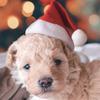 1/3pcs-Pet Christmas hat pet cat dog Christmas hat plush Christmas hat headdress dog Cosplay clothing accessories