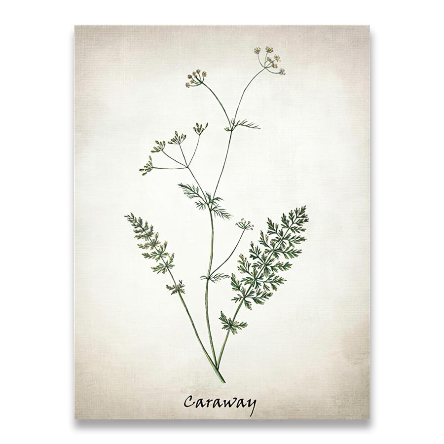 Herb Canvas Art Painting Vintage Herbal Illustrations Posters and Prints Culinary Herbs Botanical Kitchen Wall Art Picture Decor