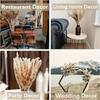 Dried Pampas Grass Boho, Natural & White Dried Plants Pompous Grass Bouquet with Bunny Tails Dried Flowers Bulk Reed Tail Grass
