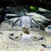 6/8 New Cm Aquarium Fish Plant Tank Plastic Clear Snail Trap Catches Plants Planar Pest Catch Box Environment Clean Tool Supply