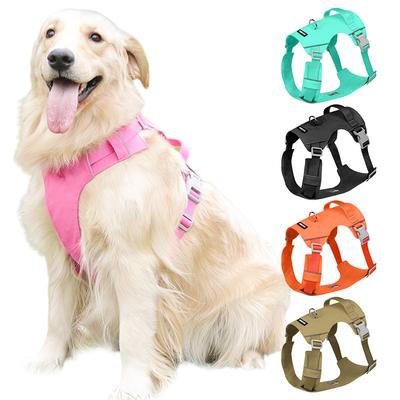 Köpek – Köpek Tasmaları ve Tasma Kayışları