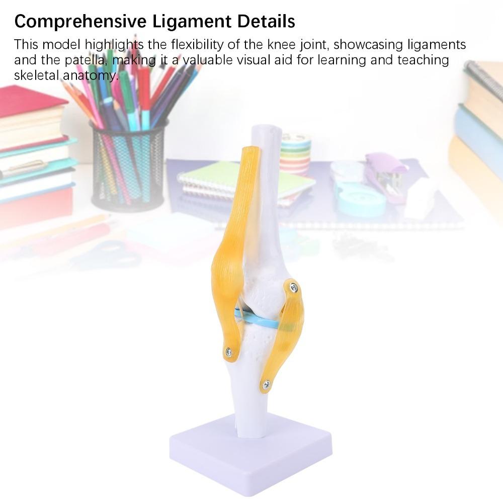 Multi Colors Knee Bone Model Anatomical Shape Functional Knee Ligament Model Doctor Consultation