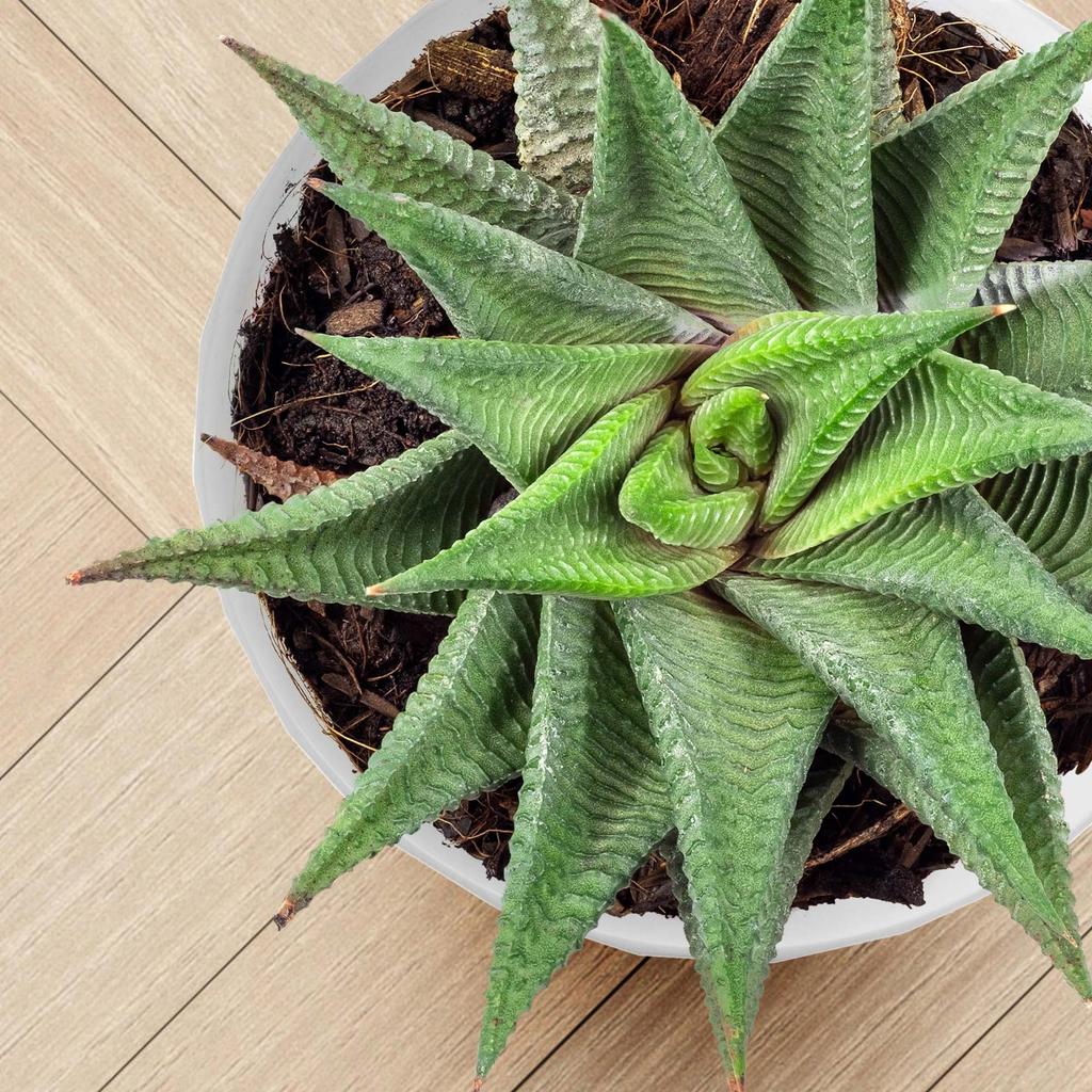 KADAX Doniczka + Podstawka Biała Zestaw 25+30cm