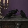 Luxe Decoratieve Kraai Beeldje Realistische Kraaien Figurine, Levensgetrouw Gevederde Raaf voor Spookhuis, Eng Creepy Vogel Prop Feesten Halloween