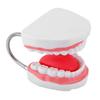 6X Enlarged Dental Teaching Model with Tongue Removable Teeth for Brushing Practice PVC Oral Demo Tool for Kids Students