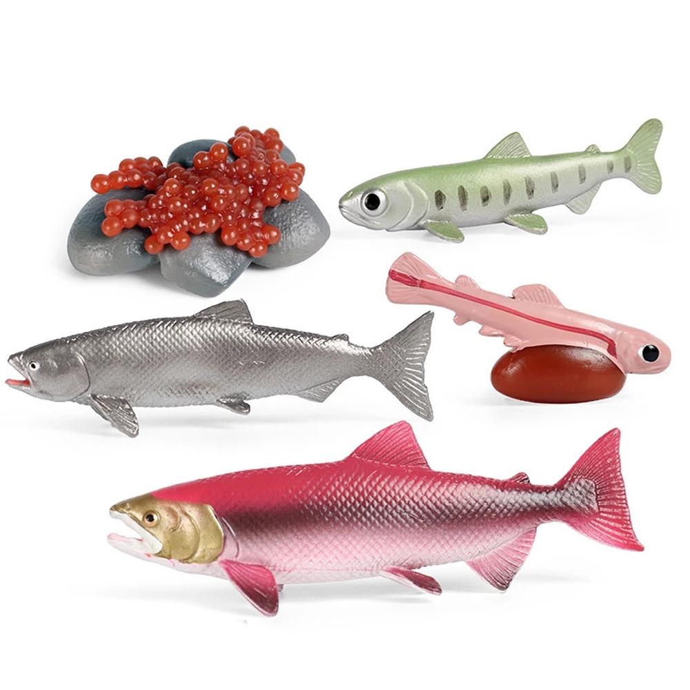 

Educational Toys Animals Figurines Children Realistic Life Cycle Salmon Octopus Growth Cycle Model 1
