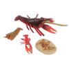 4 Pcs Lobster Life Cycle Model Set Realistic Learning Toys Growth Stage Lifelike Lobster for Home