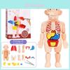 Accurate Human Anatomy Model Kit For Kids