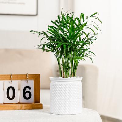 1Pc Self Watering Flowerpot Indoor Succulent Hydroponic Plants Pot Mini Planter Pots Fish Tank Tabletop Home Bonsai Decor