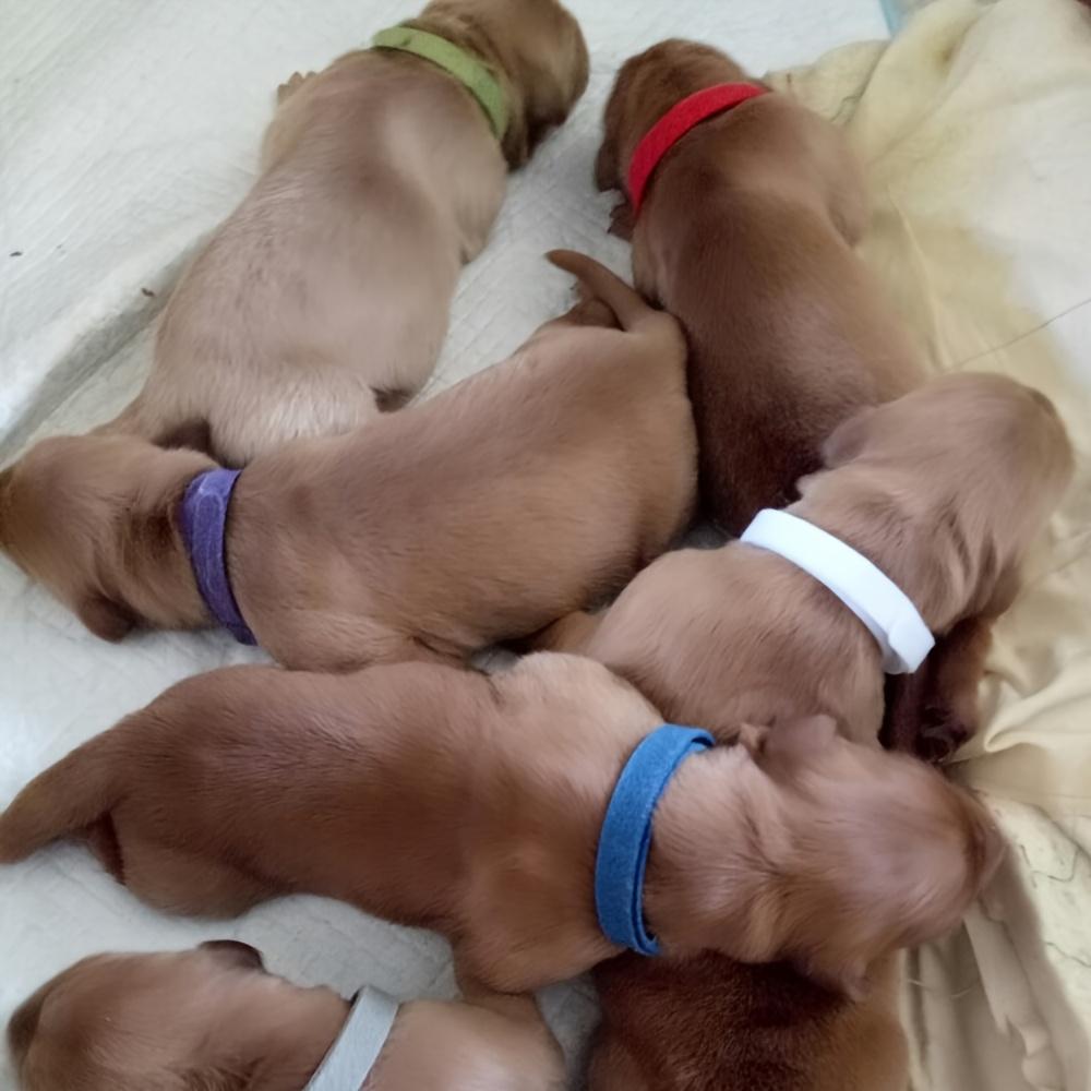15PCS Pet Identification Circle Kitten Puppy Colored Collar Birth Marking Rope Cat Dog Can Write Recognition Soft Not Harm Skin