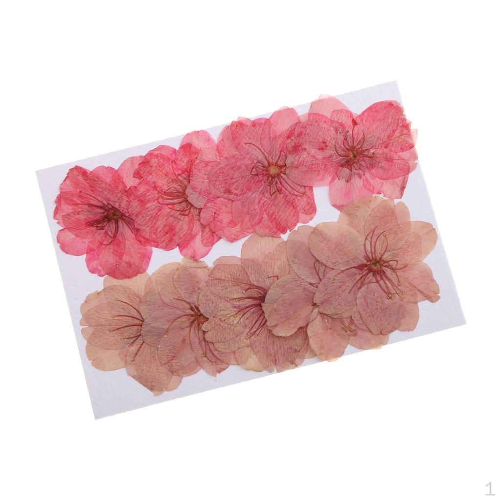 10 Pieces Pressed Dried Cherry Blossom for