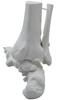 Monolife Foot Bone Model, Foot Bone Model, Ankle Joint Model, Right Foot Specimen, Ankle, Articulating Type