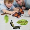 Butterfly Animal Growth Life Cycle Figures Model Kid Pre- Biology Toys Role Play Party