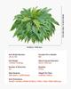 Artificial Ferns, 1143 mm Fake Boston Fern Bush Plant with 63 Fronds, Faux Greenery for Indoor/Outdoor Decor, Silk & LDPE, Suitable for Home Porch