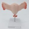 Female Reproductive System Anatomical Model - Uterus and Ovaries