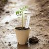 100pack Peat Pots for Seedling Outdoor Garden Germination Nursery Pots Pulps Biodegradables Seedling Starter Pots