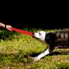 Durable Dog Bite Tug Interactive Dogs Chew Toy Pet Training Tool Stick Small Large Dogs Biting Playing Chewing For Rottweiler