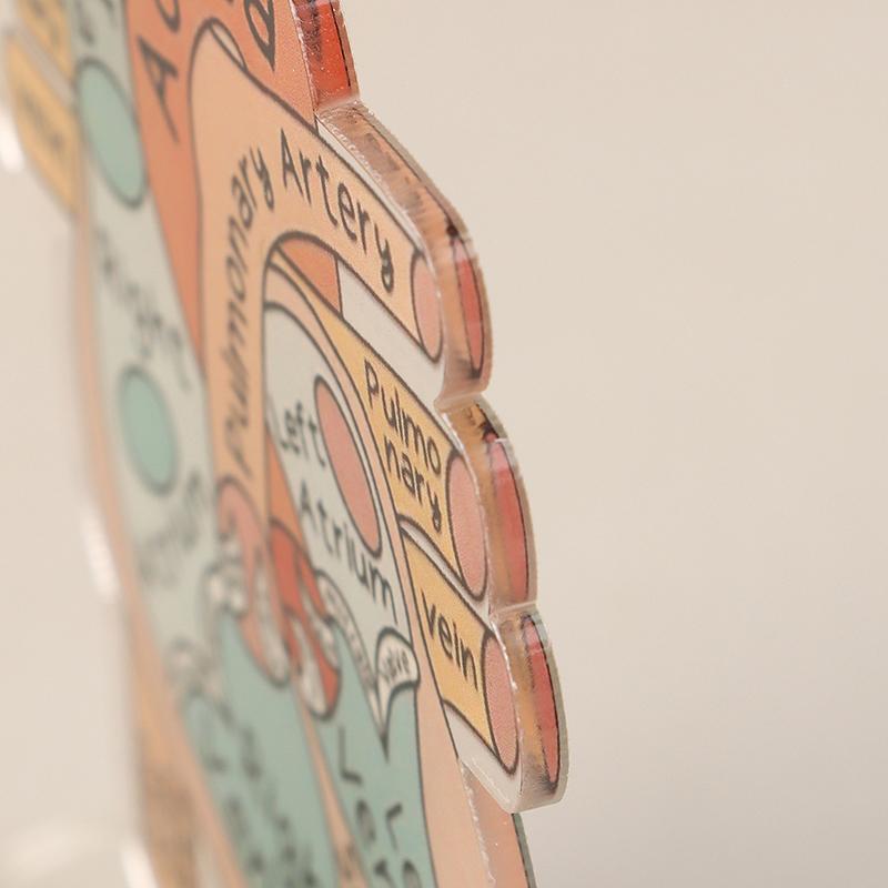 2D Heart Anatomy Acrylic Model - Educational And Decorative Teaching Tool For Home Office Classroom Clinic Medical Office