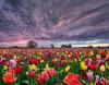RUOPOTY Digital Painting Flower Sea Hand-Painted Wall Art Painting Unique Gifts On Canvas Sunset Pictures Home Decoration