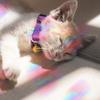 4 Sheets Anti Collision Window Clings, Rainbow Reflection Window Sticker To Prevent Bird Strikes Bird Alert Static Decals Window Strike Prevention