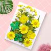 1 Set Dried Pressed Flowers Kit Colorful Natural Flowers DIY