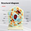 Cell Anatomy Model Nucleus Animal Cell Model Biology Science Model Biology Learning Aid for Classroom Display