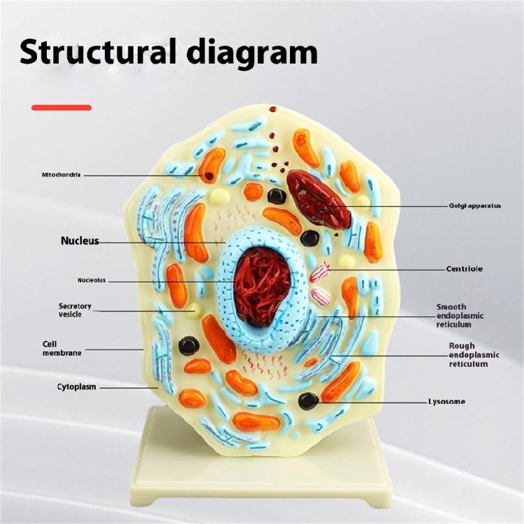 Cell Anatomy Model Nucleus Animal Cell Model Biology Science Model Biology Learning Aid for Classroom Display